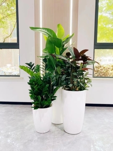 宁波植物租摆公司，让植物租赁变得超简单亡