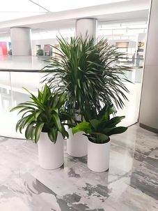 杭州湾花卉租赁公司